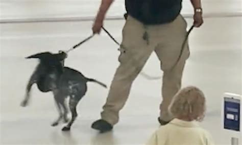 TSA employee suspended after video shows him yanking dog off the ground